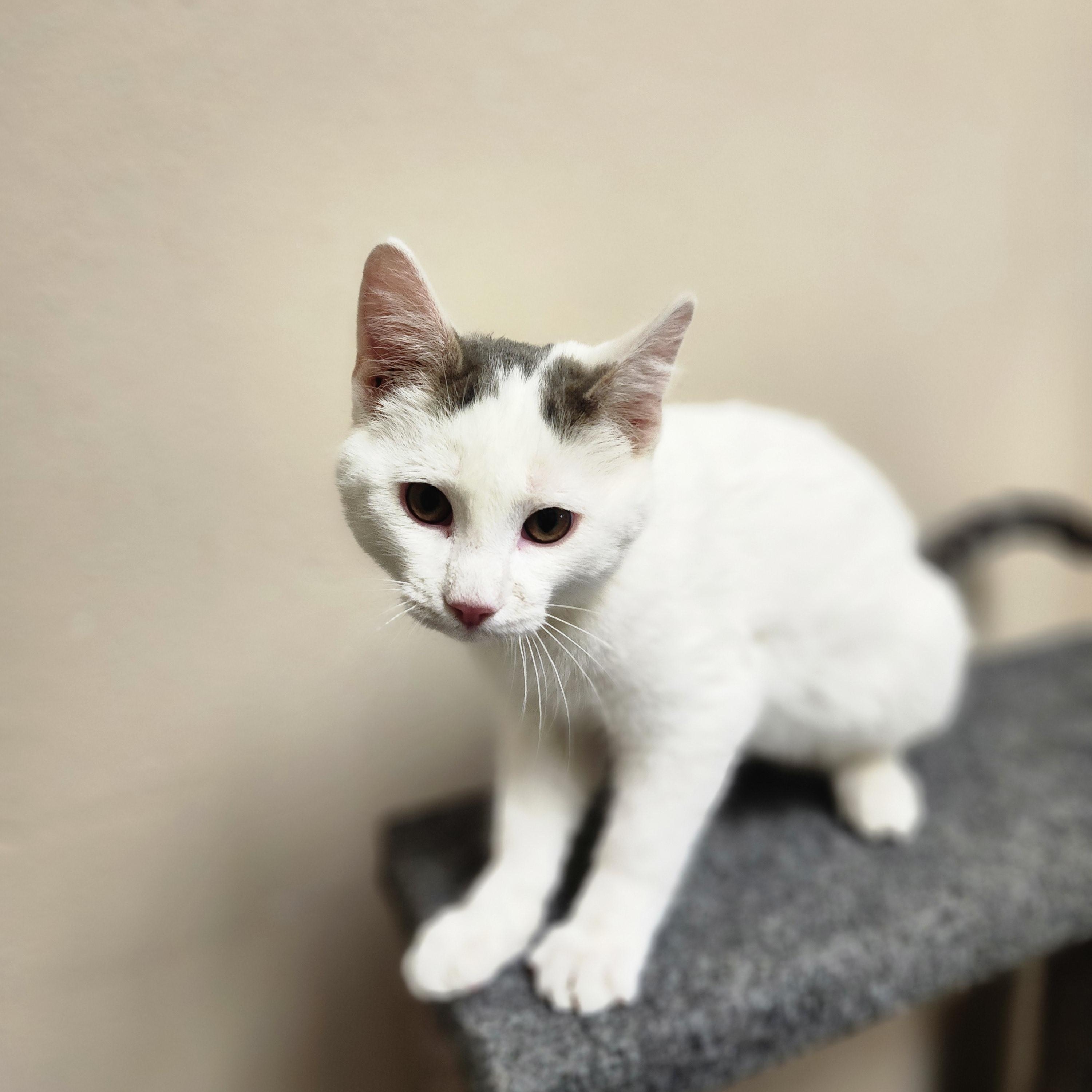 Kamdyn, a Adoptable mixed breed in Waupun, WI image 4/4