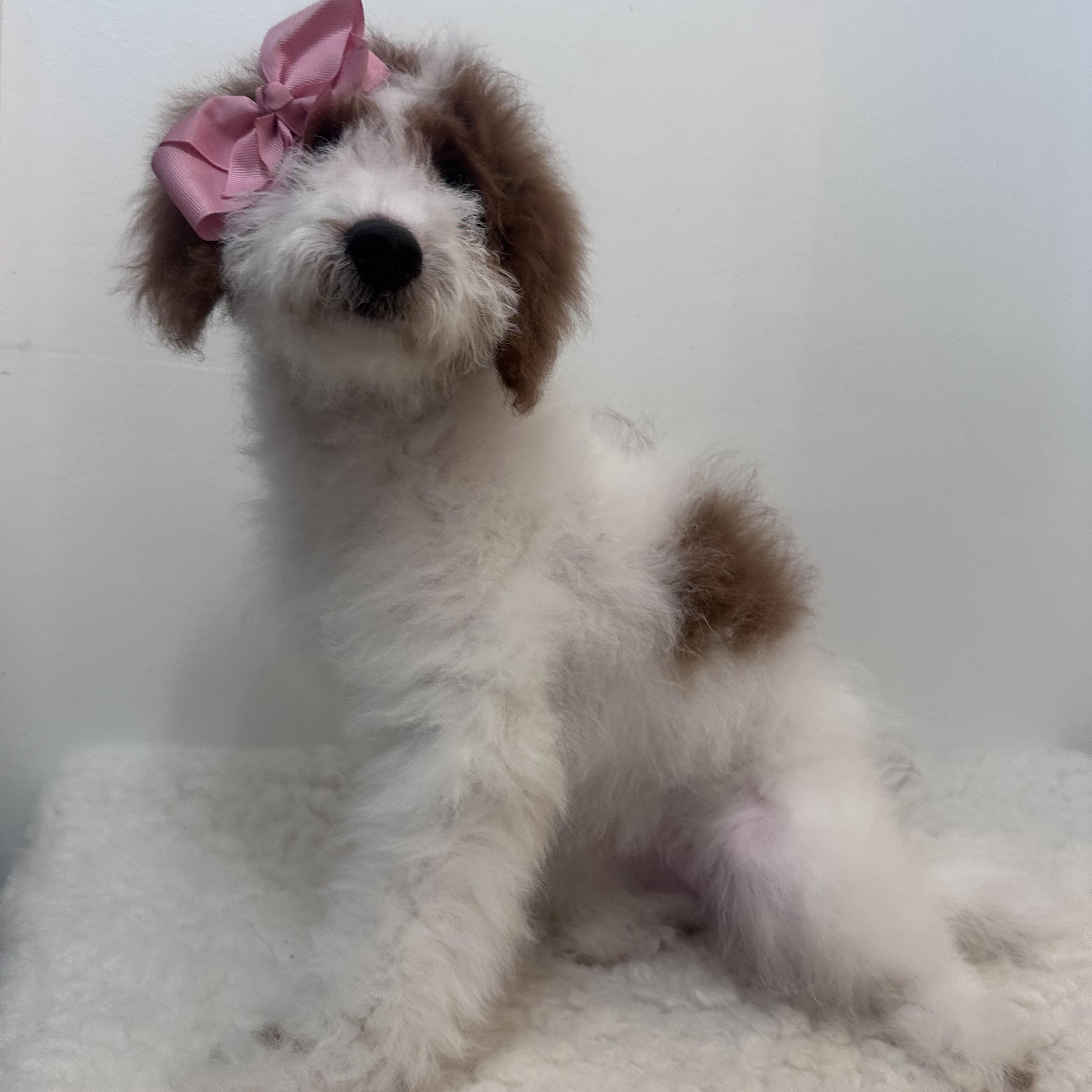 Enlarge Gabriella , an adopted Goldendoodle in Wrightstown, NJ image 6/6