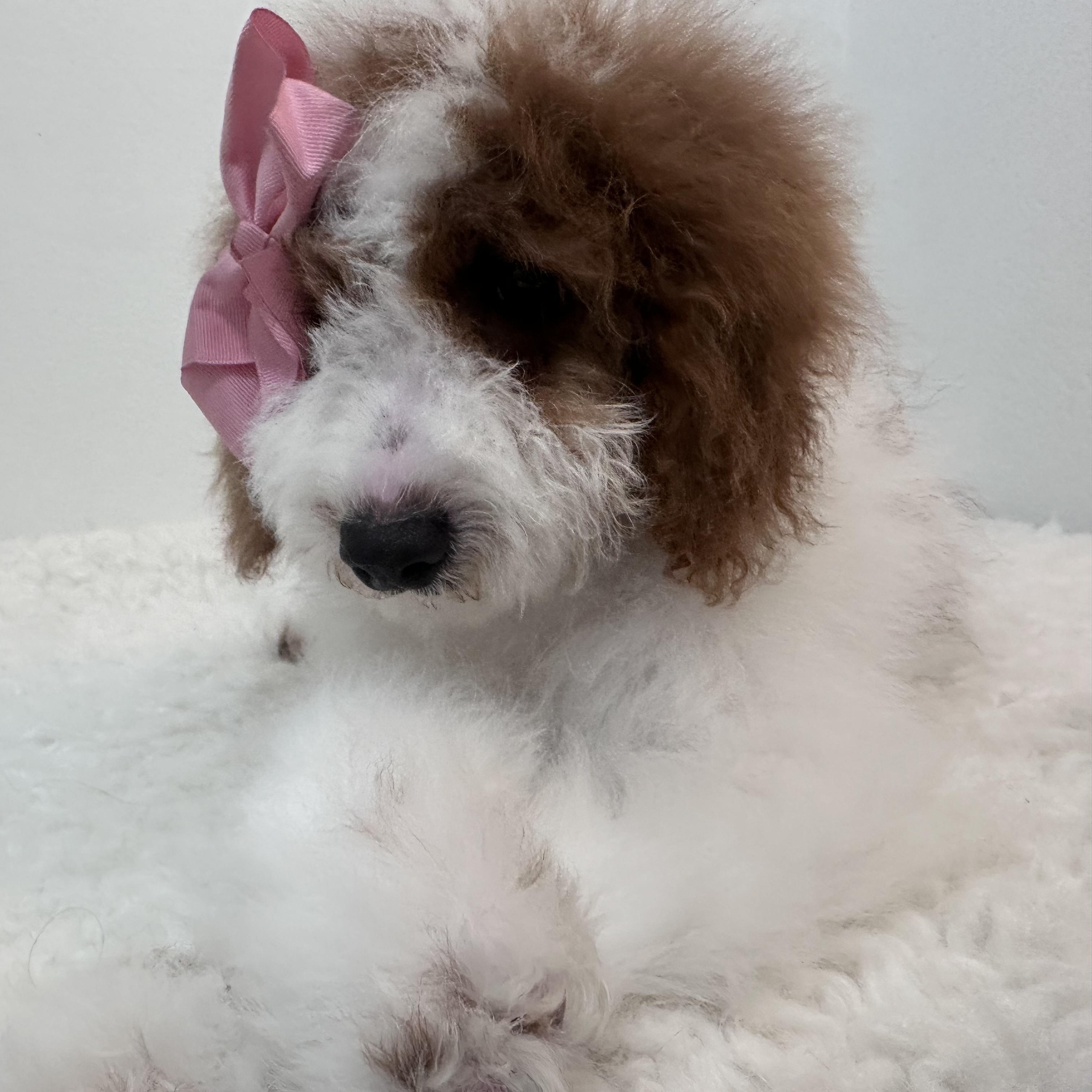 Enlarge Gabriella , an adopted Goldendoodle in Wrightstown, NJ image 5/6