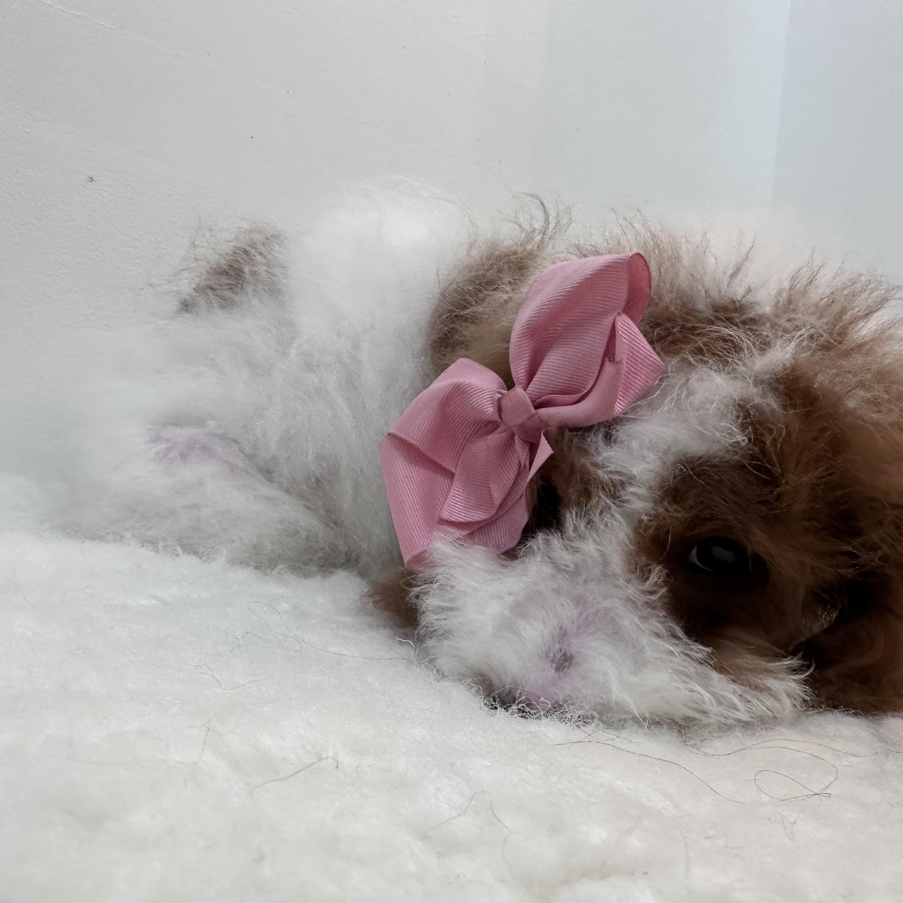 Enlarge Gabriella , an adopted Goldendoodle in Wrightstown, NJ image 4/6
