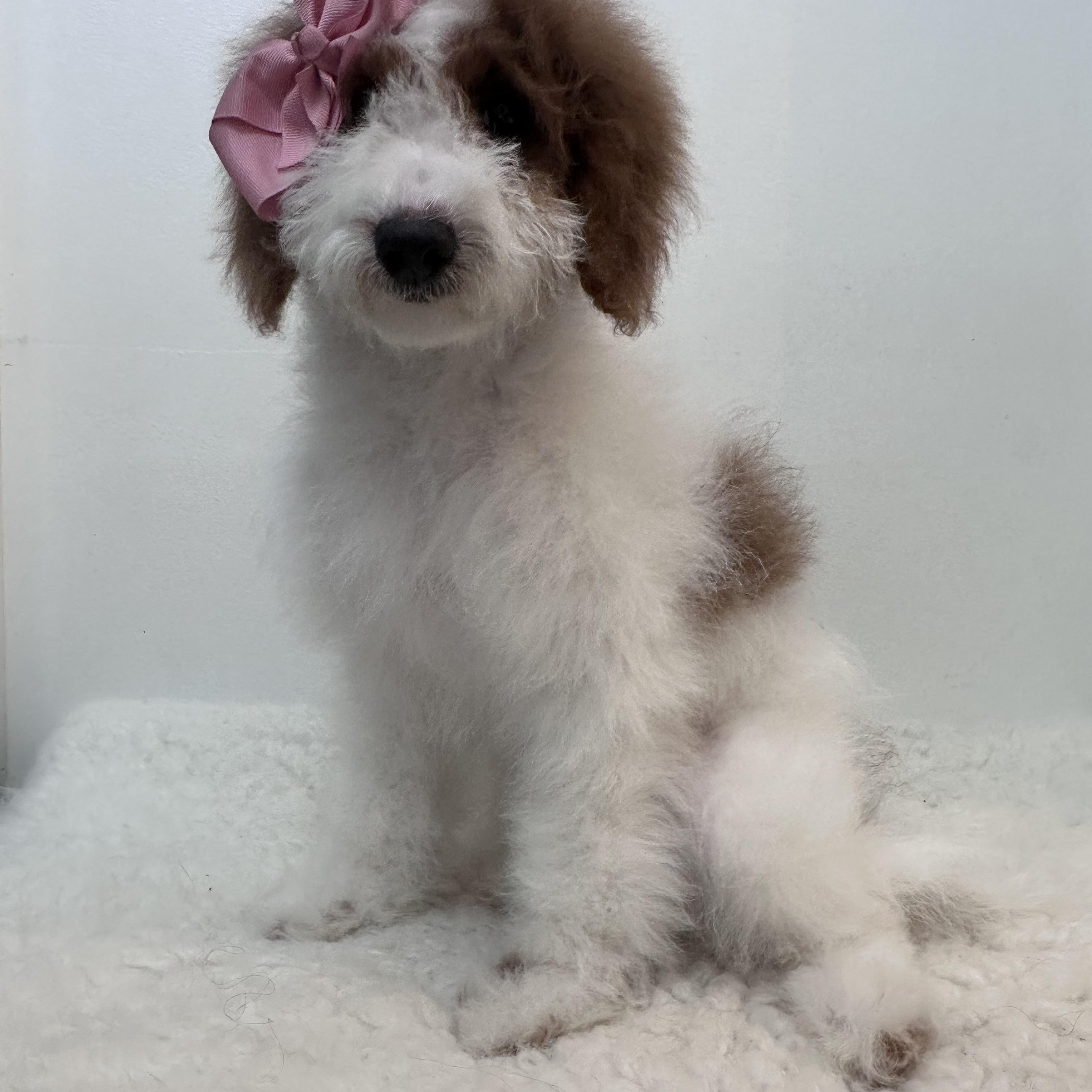 Enlarge Gabriella , an adopted Goldendoodle in Wrightstown, NJ image 3/6