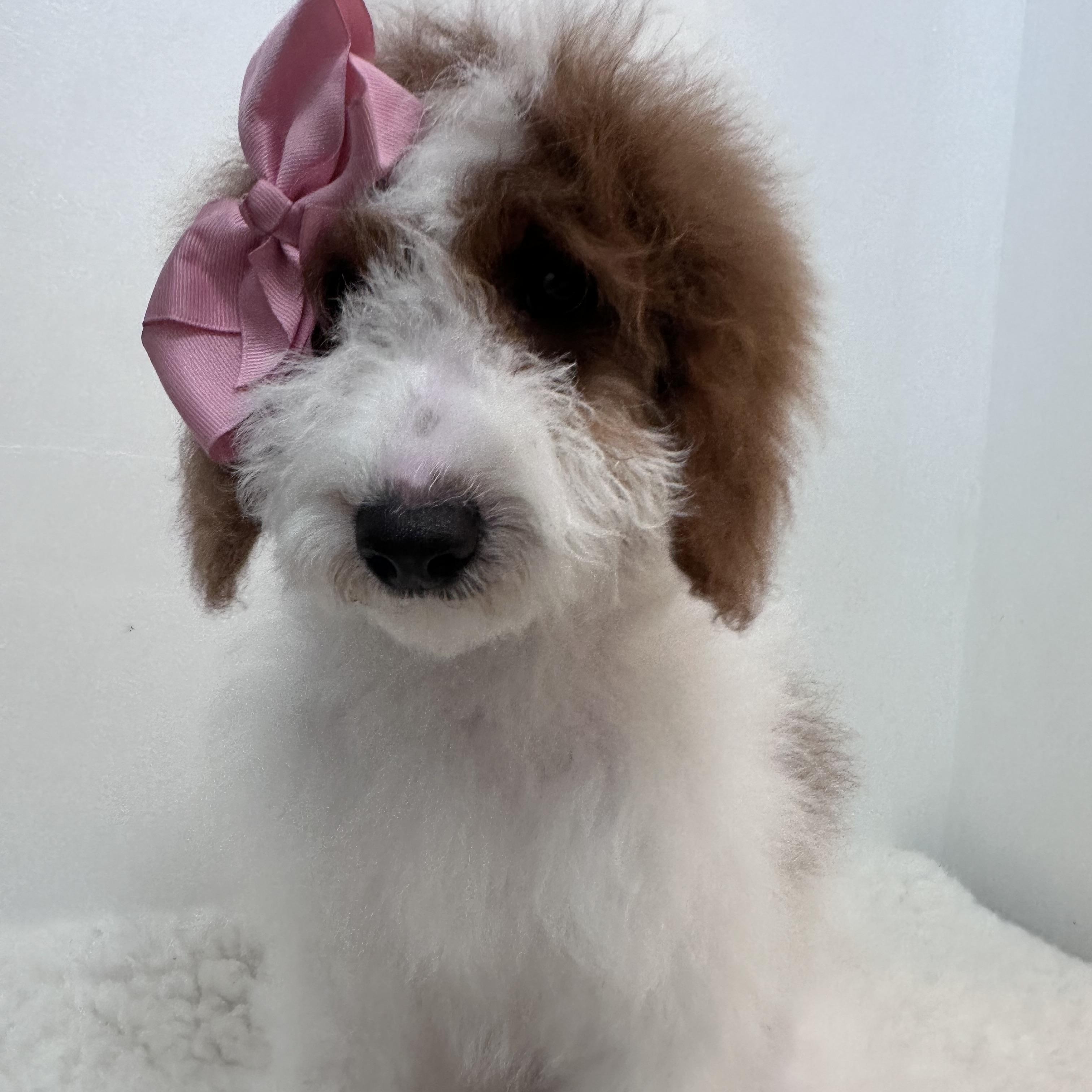 Gabriella , adopted, Puppy Female Goldendoodle.