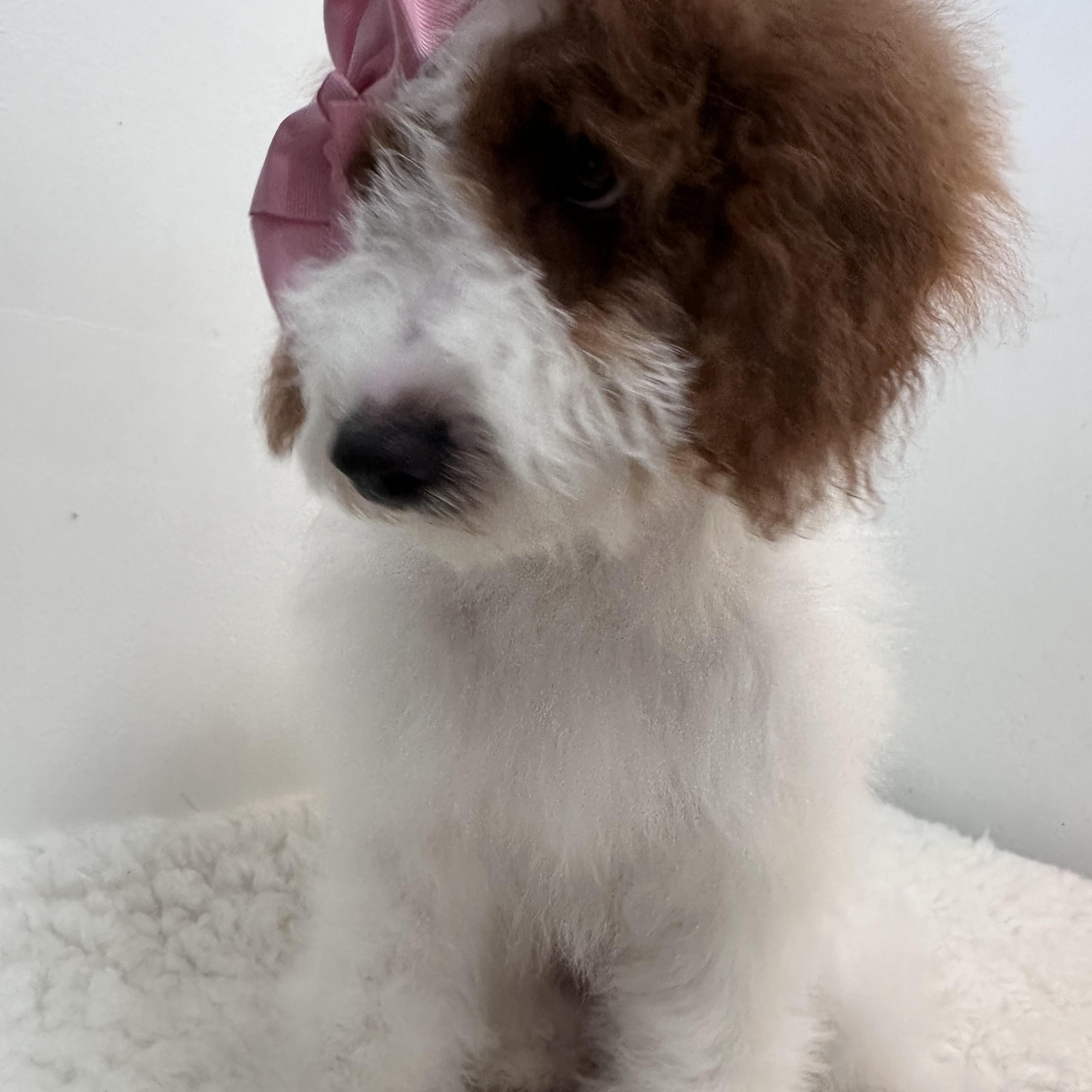 Enlarge Gabriella , an adopted Goldendoodle in Wrightstown, NJ image 2/6