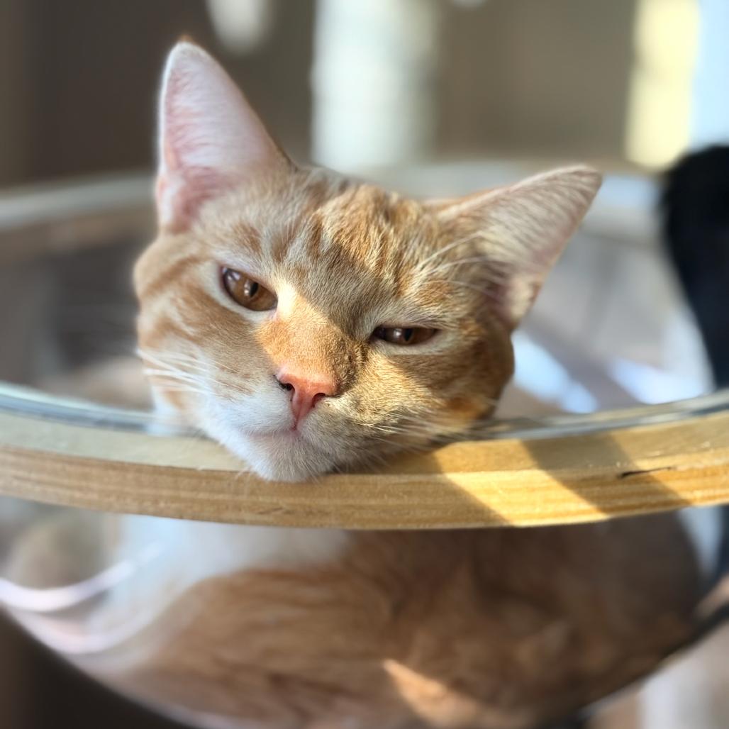 Truffle, Adoptable, Young Male Domestic Short Hair.