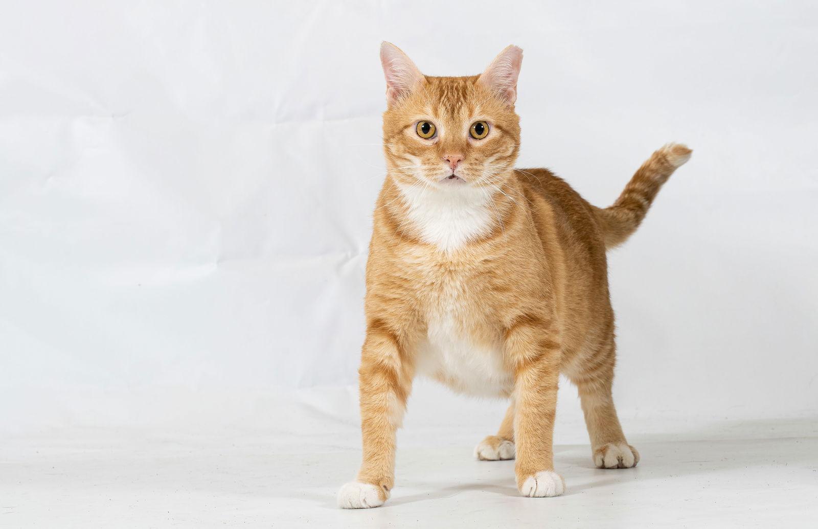 Soso, Adopted, Young Male Domestic Short Hair.