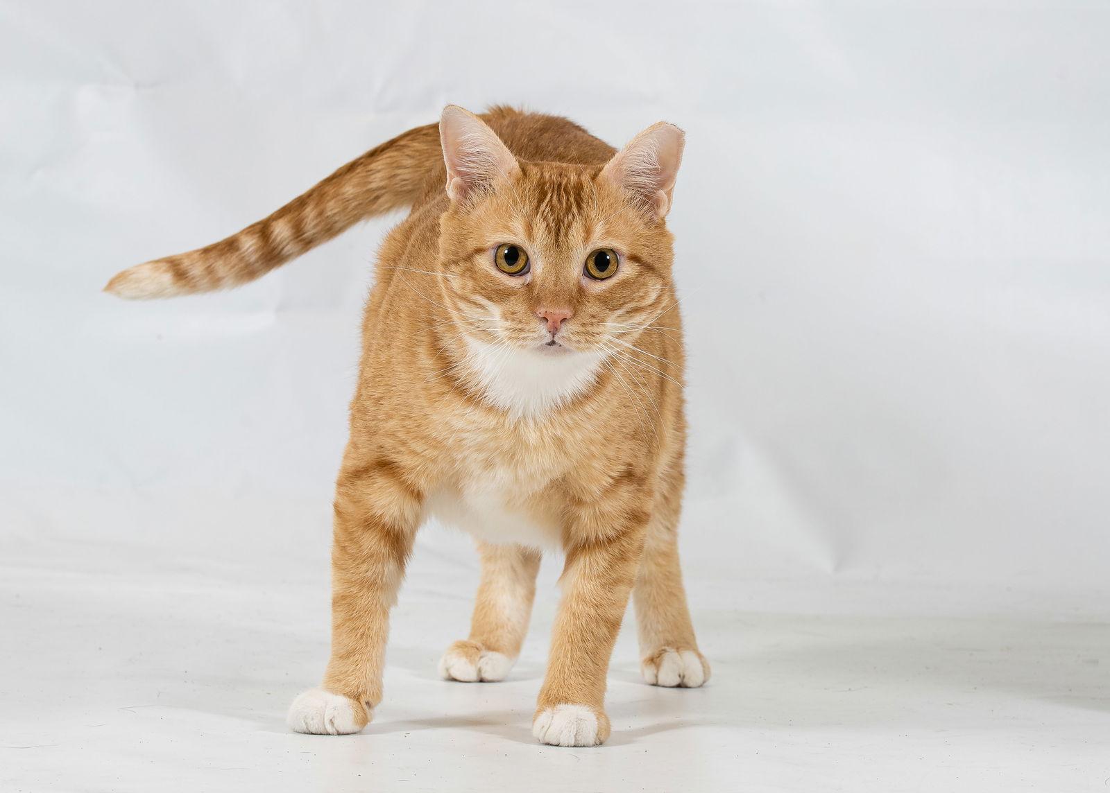 Enlarge Soso, a Adopted Domestic Short Hair in Richardson, TX image 2/3