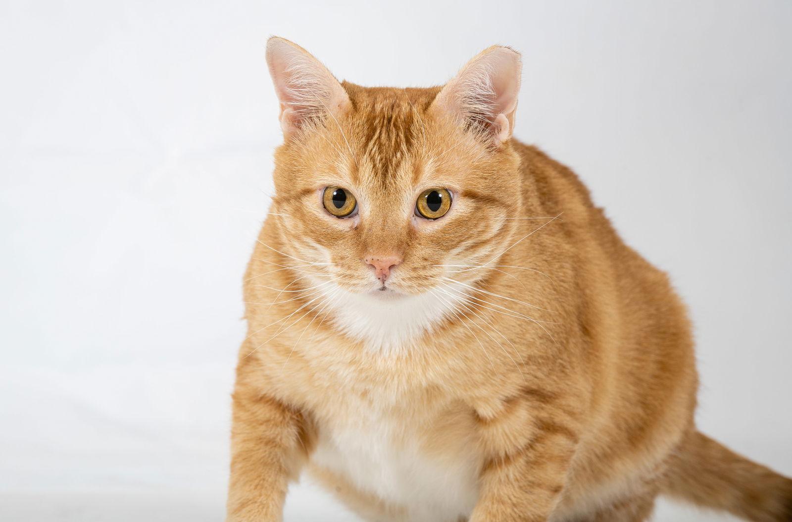 Enlarge Soso, a Adopted Domestic Short Hair in Richardson, TX image 3/3