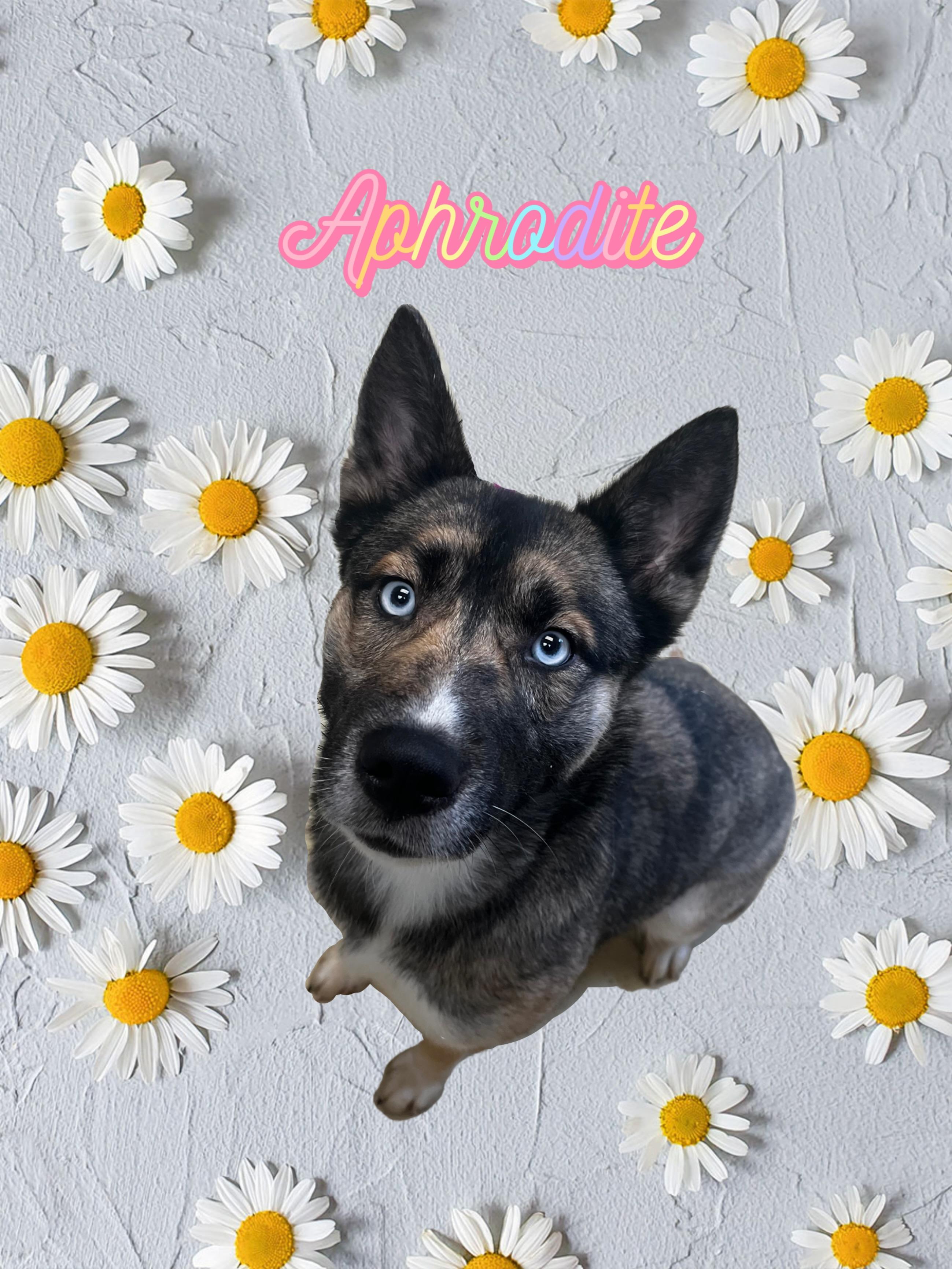 Enlarge Aphrodite, a ADOPTABLE Siberian Husky in New Castle, IN image 1/1