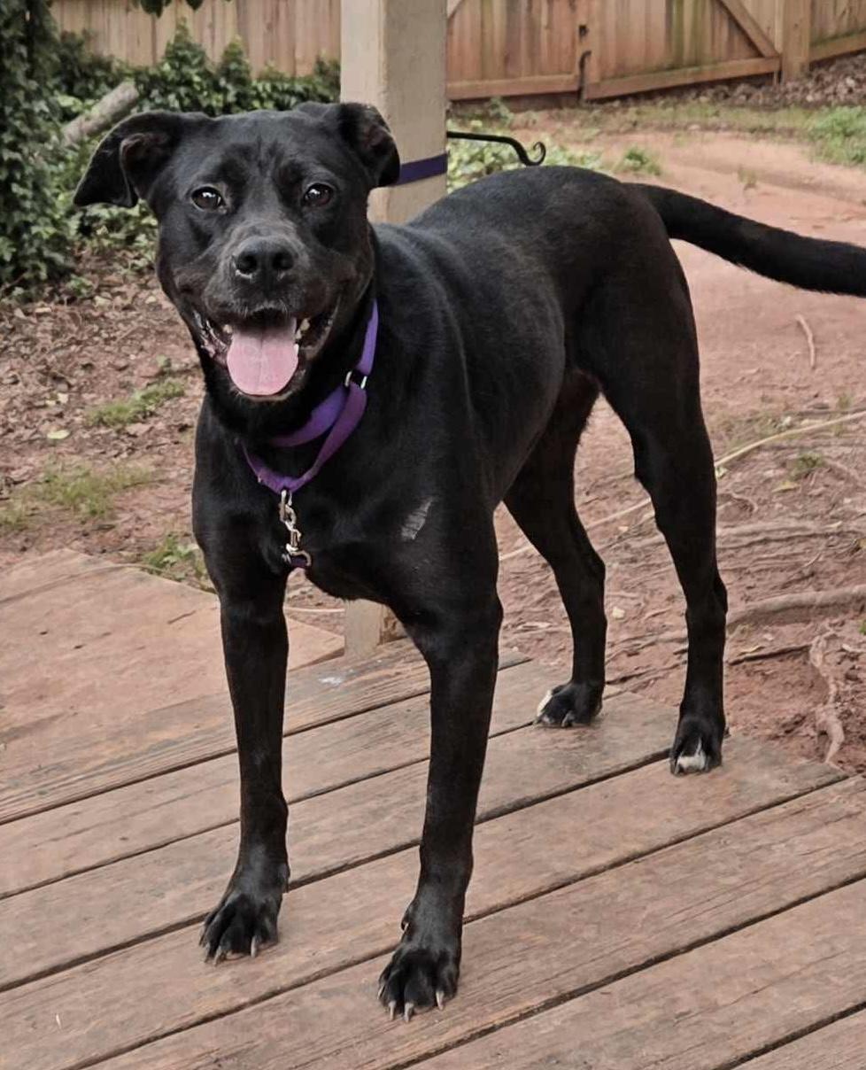 Odessa, Adult Female Black Labrador Retriever