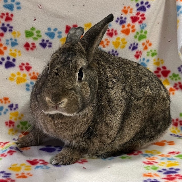 Tu'shen, Adoptable, Adult Male American.
