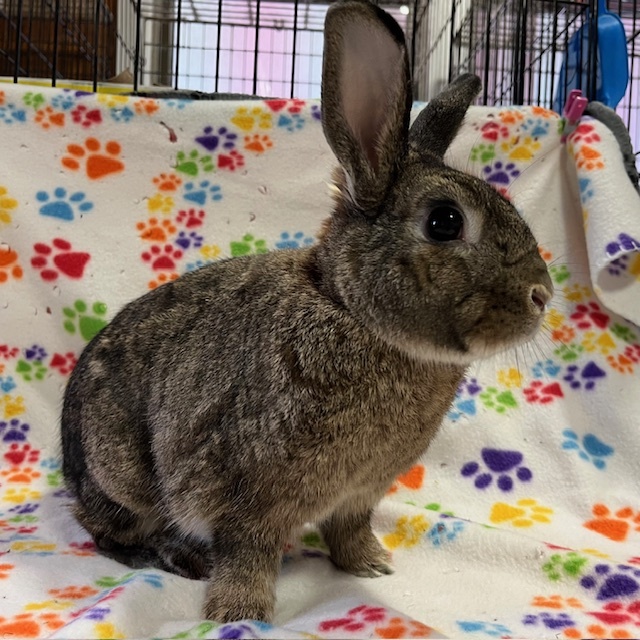 Enlarge Tu'shen, a Adoptable mixed breed in Erie, PA image 3/5