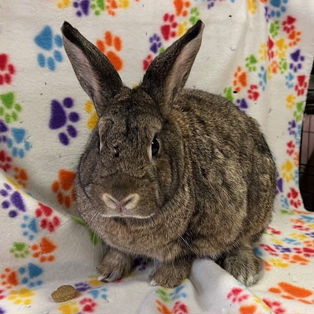Rabbit for adoption - Tu'shen, an American Mix in Erie, PA | Petfinder
