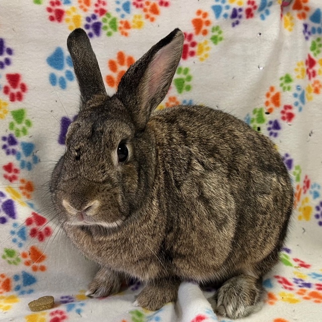 Enlarge Tu'shen, a Adoptable mixed breed in Erie, PA image 5/5