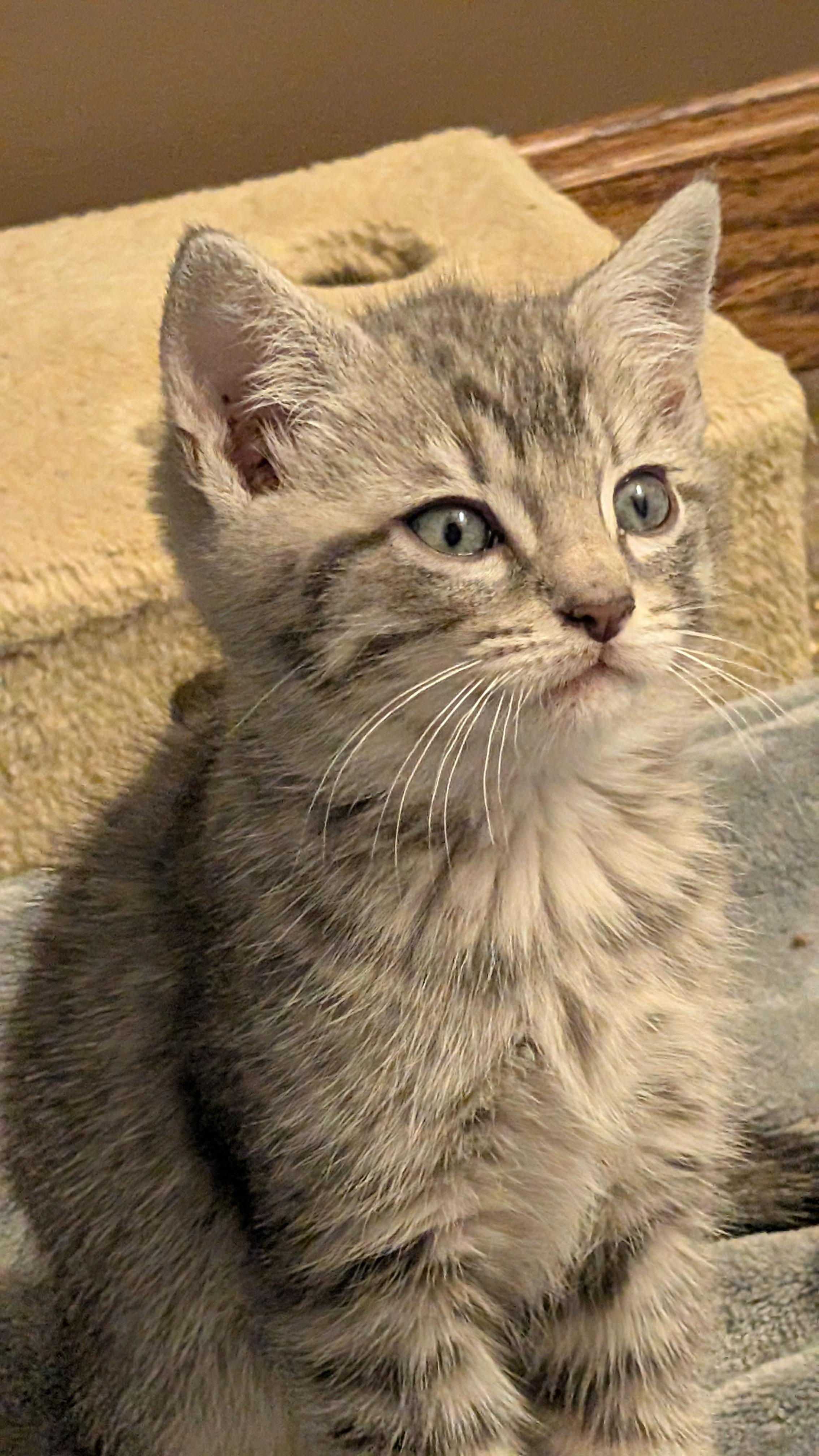 Linus, ADOPTABLE, Kitten Male Domestic Short Hair.