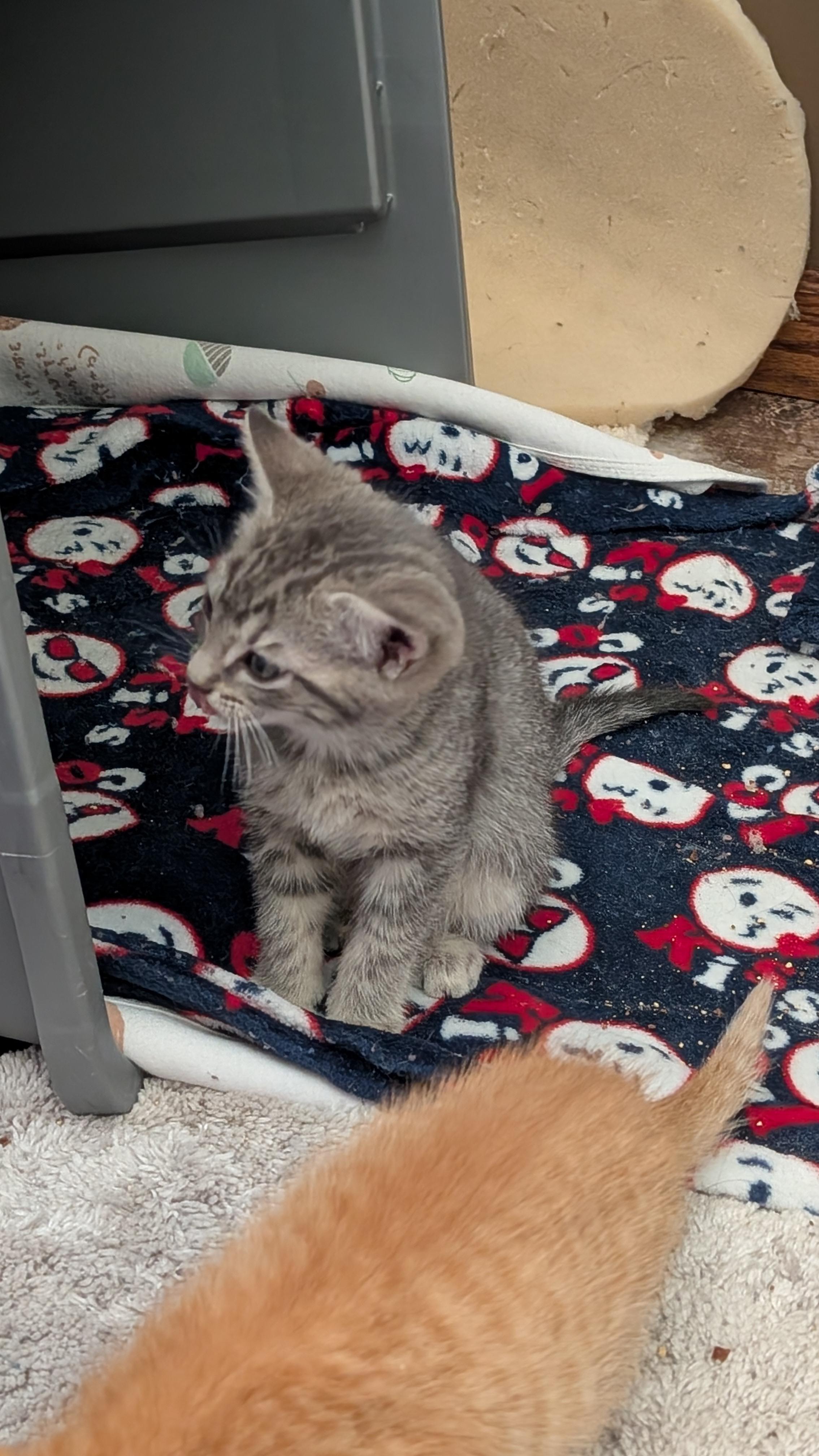 Enlarge Linus, a ADOPTABLE Domestic Short Hair in Morgantown, WV image 4/4