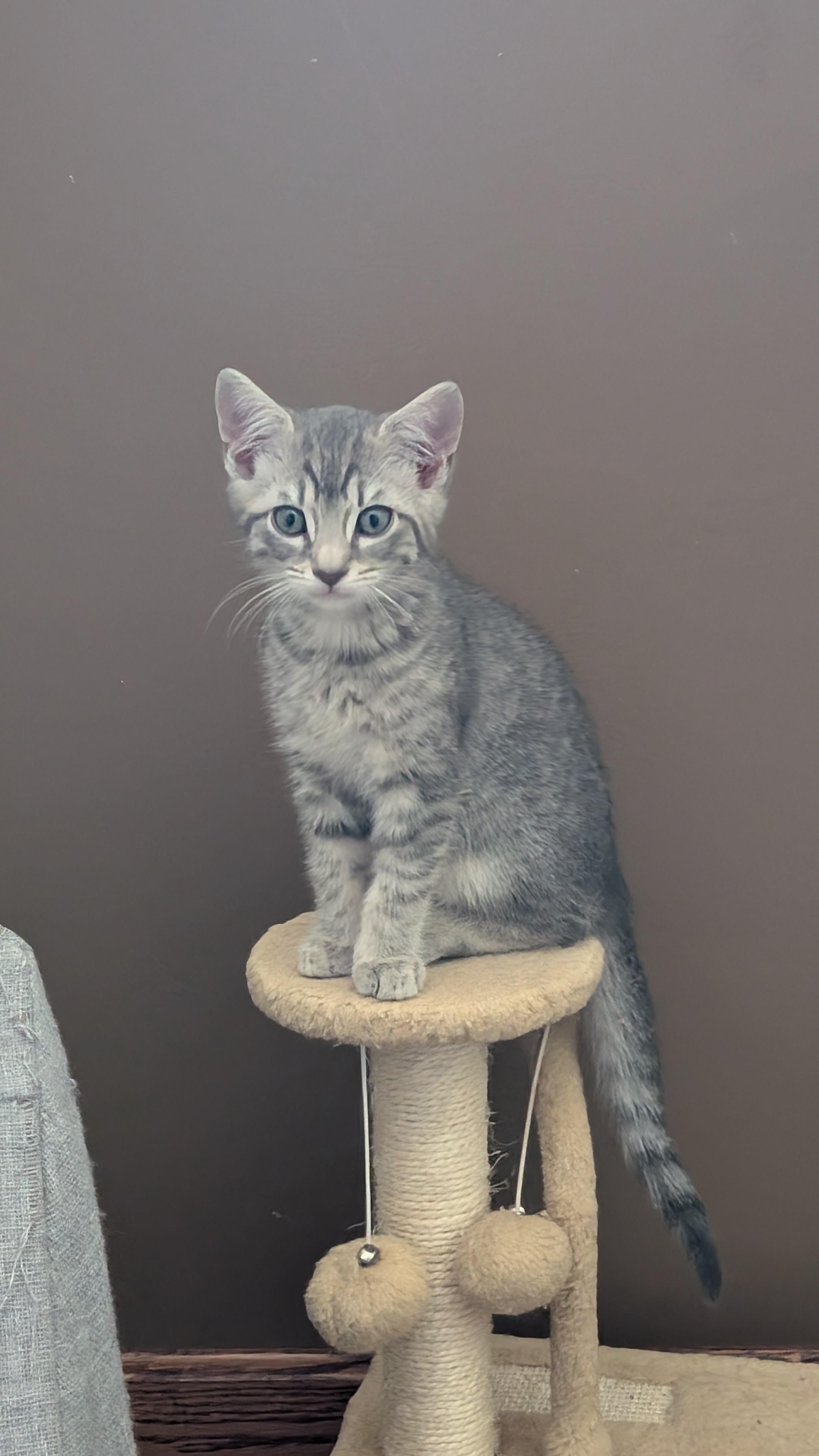 Enlarge Linus, a ADOPTABLE Domestic Short Hair in Morgantown, WV image 3/4