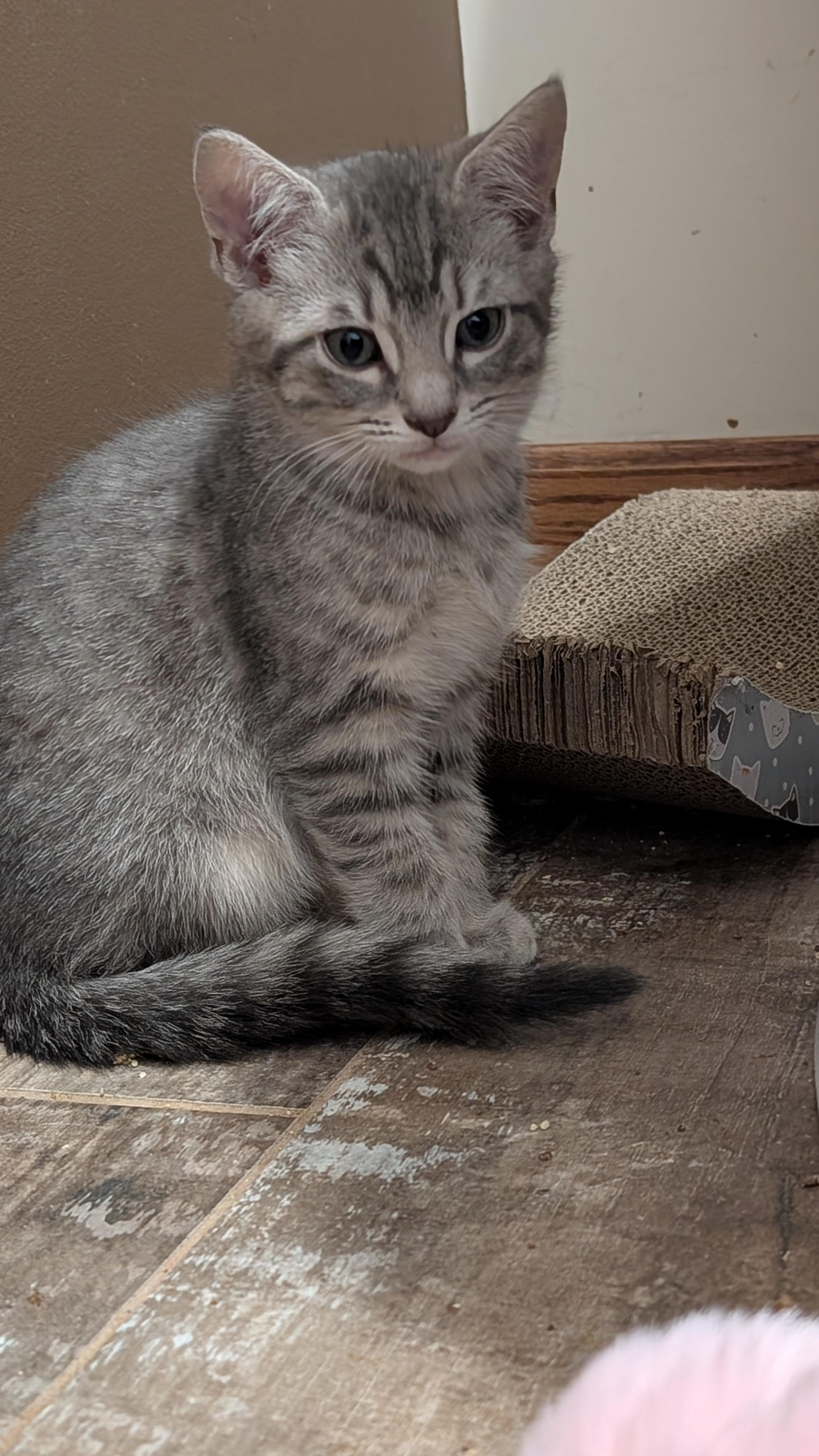 Enlarge Linus, a ADOPTABLE Domestic Short Hair in Morgantown, WV image 2/4