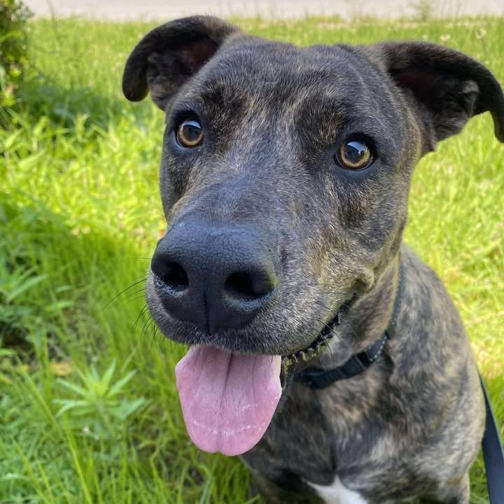 Enlarge Theo, a Adoptable mixed breed in Vinita, OK image 4/6