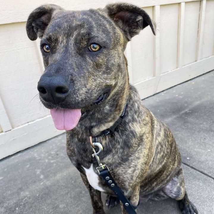 Enlarge Theo, a Adoptable mixed breed in Vinita, OK image 6/6