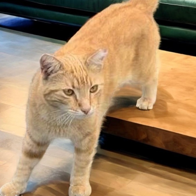 Nacho & Marie BONDED 1