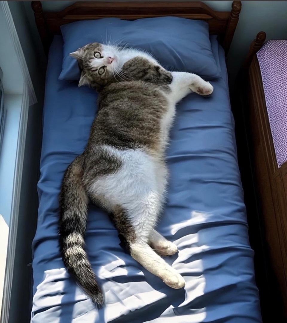 Nacho & Marie BONDED 2