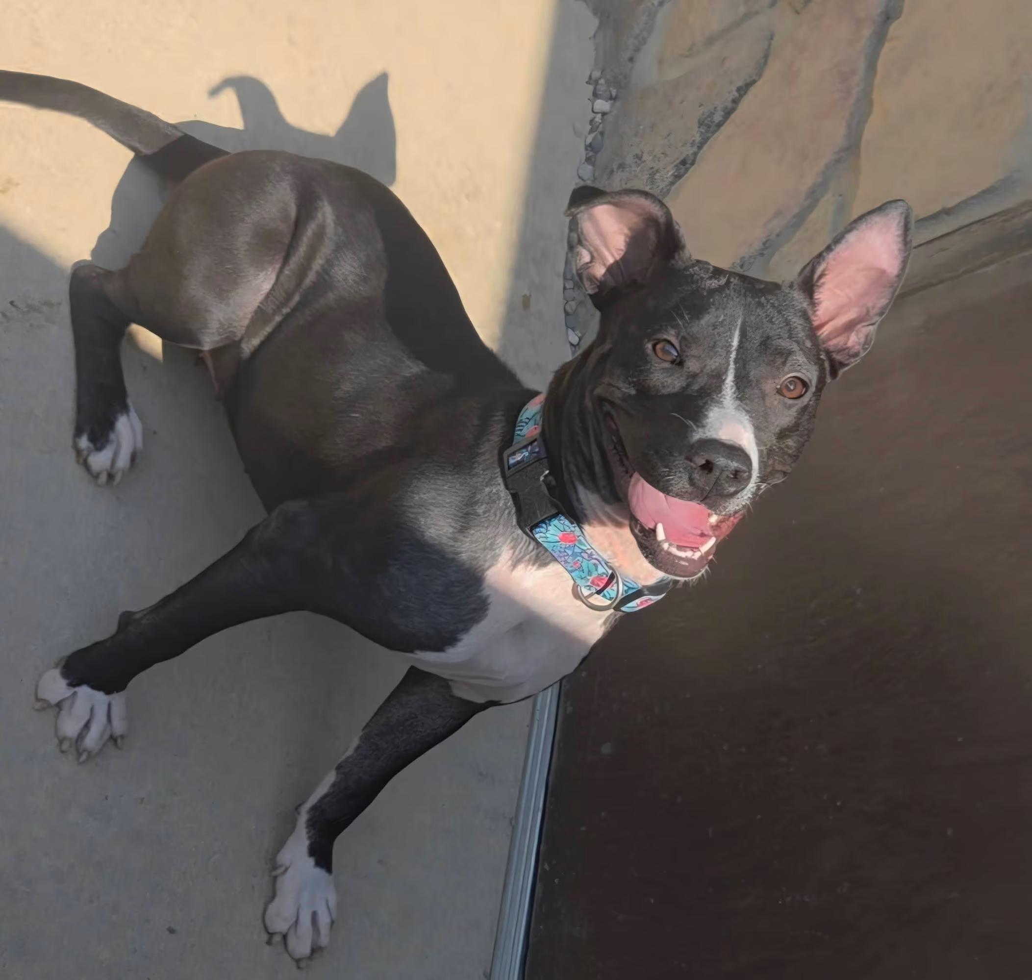Enlarge Moon, a ADOPTABLE mixed breed in Sterling Heights, MI image 4/4