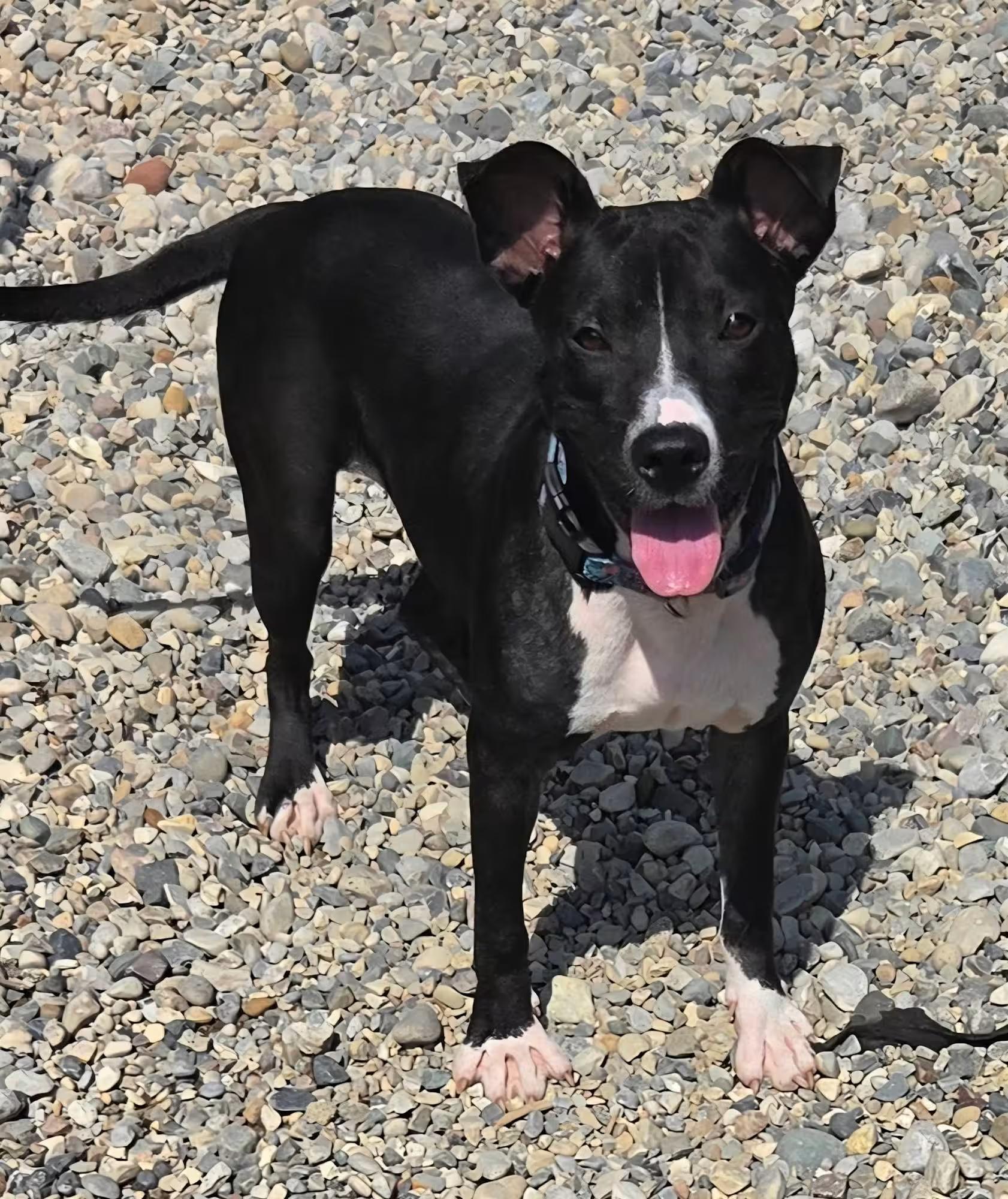 Enlarge Moon, a ADOPTABLE mixed breed in Sterling Heights, MI image 2/4