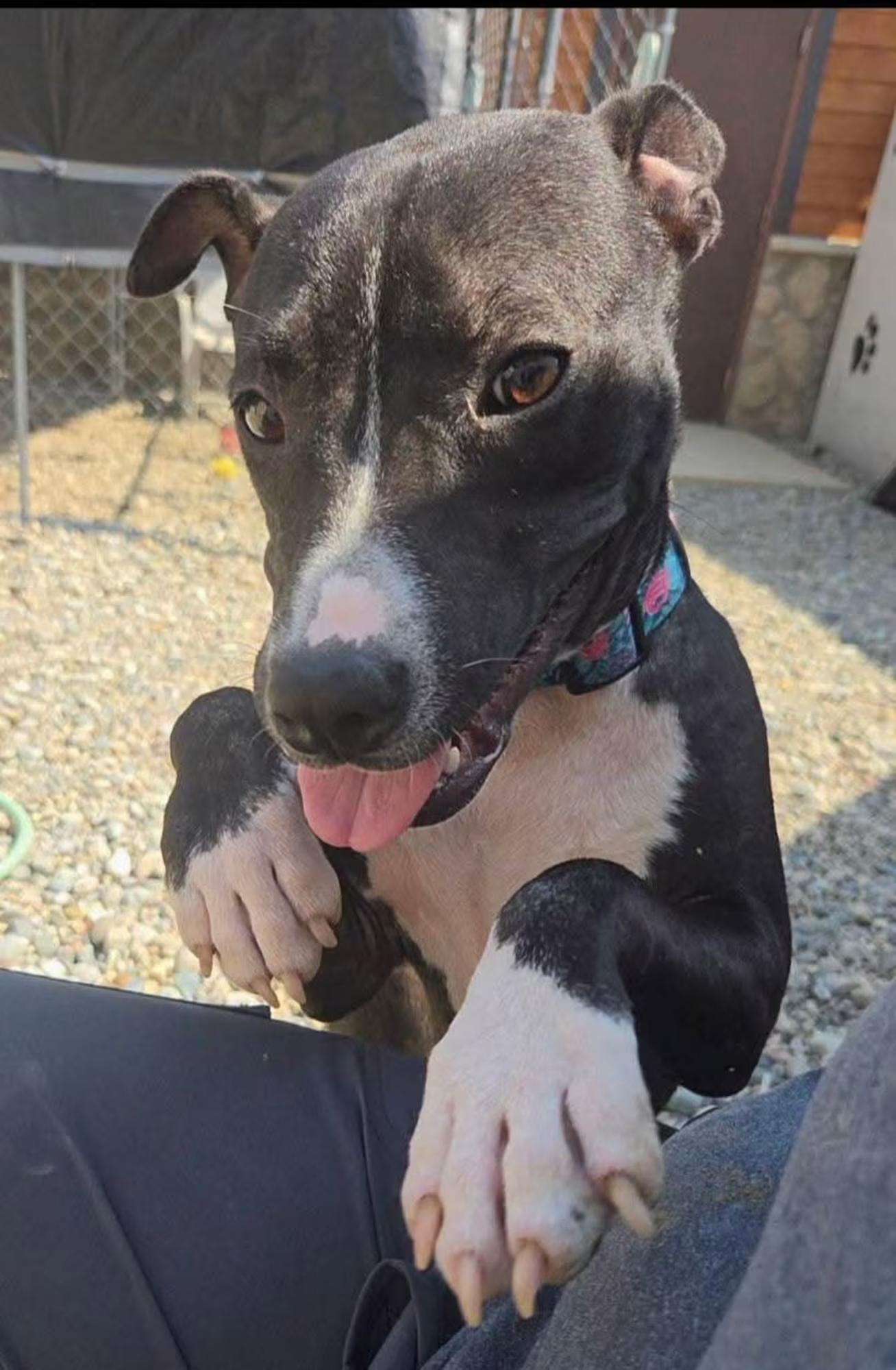 Moon, ADOPTABLE, Young Female Terrier.