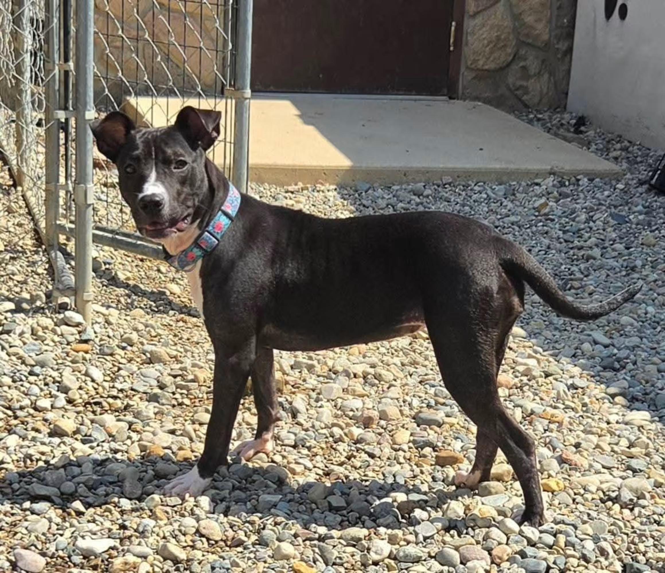Enlarge Moon, a ADOPTABLE mixed breed in Sterling Heights, MI image 3/4
