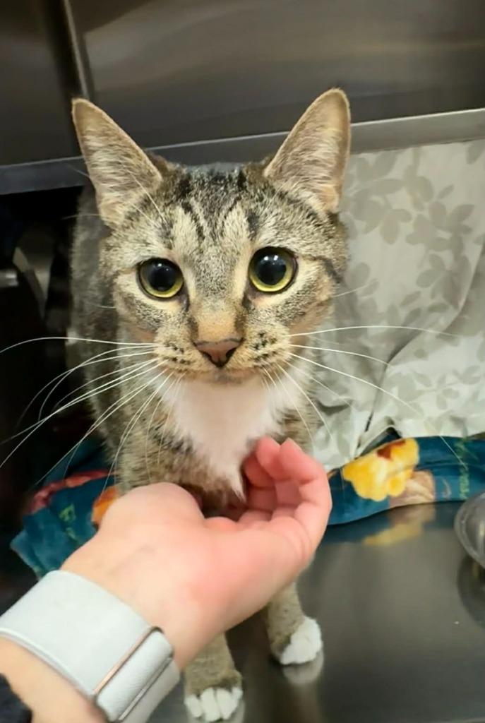 Enlarge Panini, a Adoptable mixed breed in Grand Forks, ND image 2/2