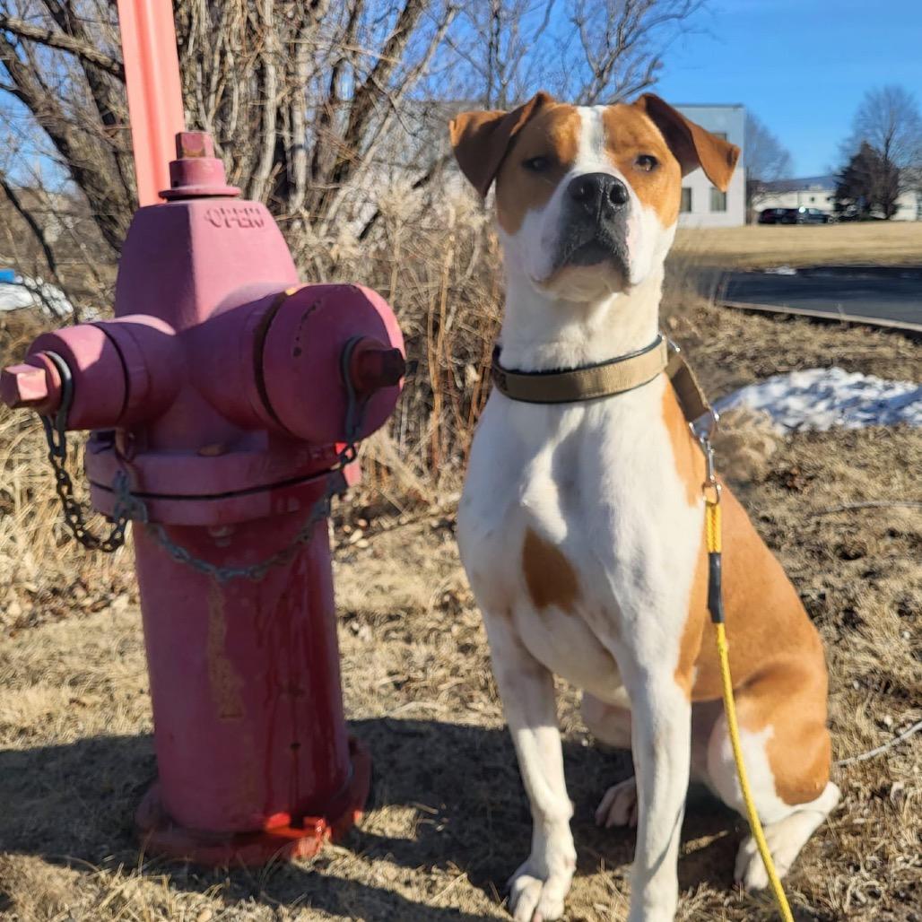 Rocky, Adoptable, Adult Male Pit Bull Terrier & Boxer.
