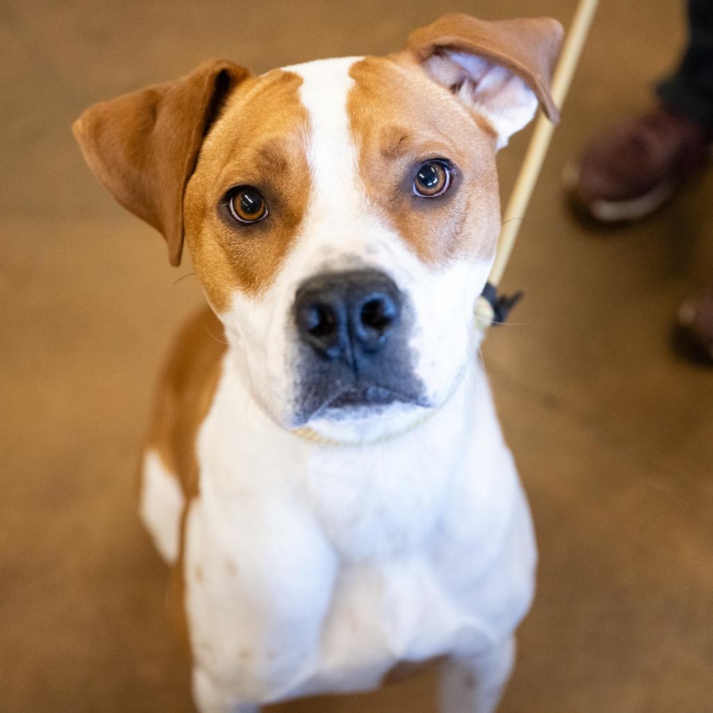 Enlarge Rocky, a Adoptable mixed breed in Blaine, MN image 2/4