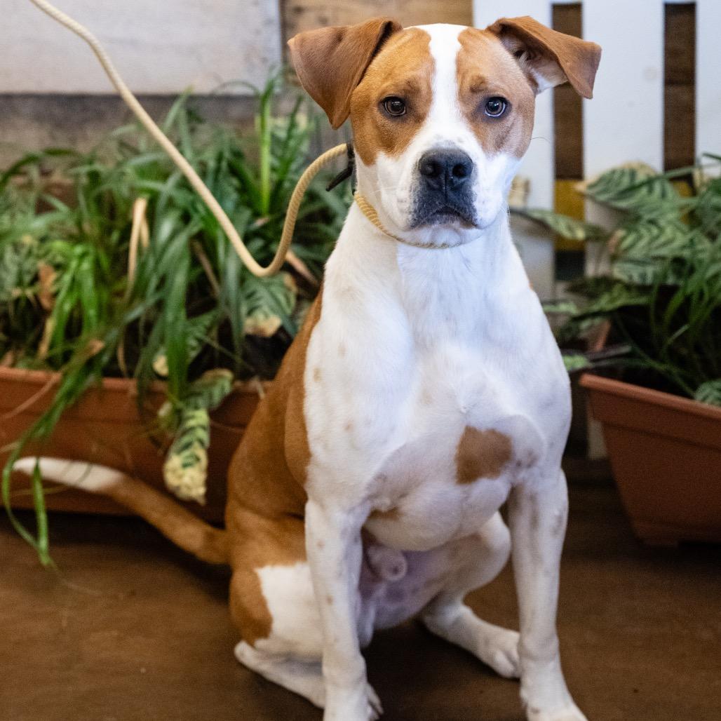 Enlarge Rocky, a Adoptable mixed breed in Blaine, MN image 4/4