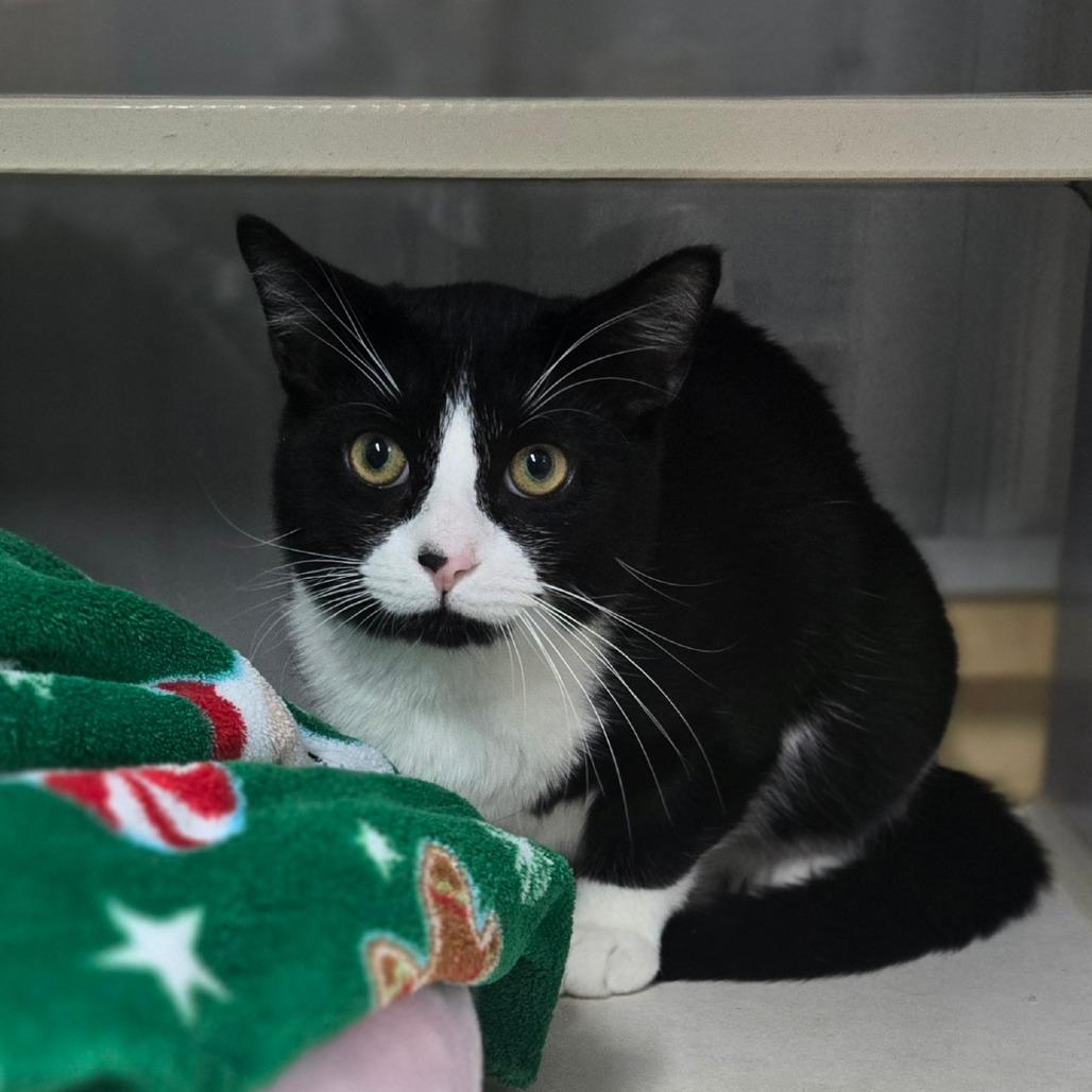 Enlarge Alfred, a Adoptable Domestic Short Hair in Lexington, SC image 1/4