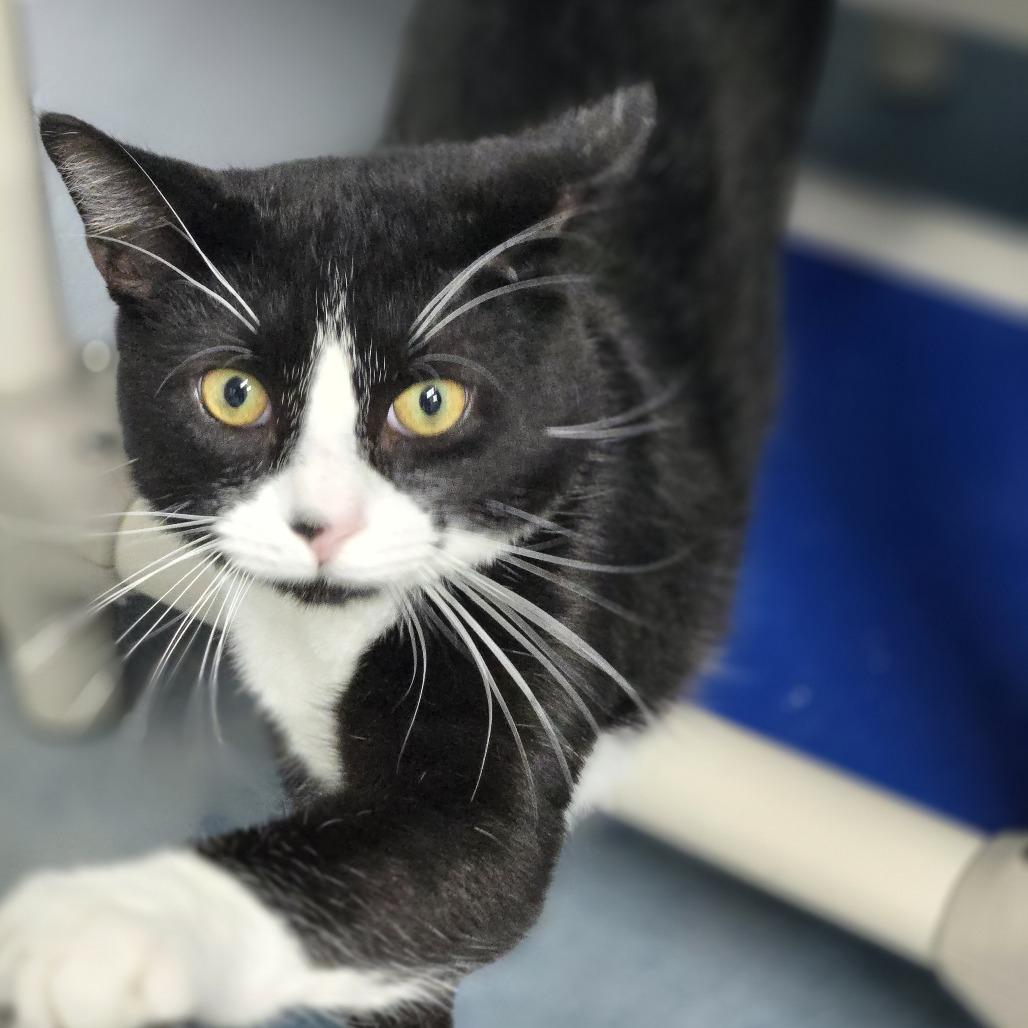Enlarge Alfred, a Adoptable Domestic Short Hair in Lexington, SC image 2/4