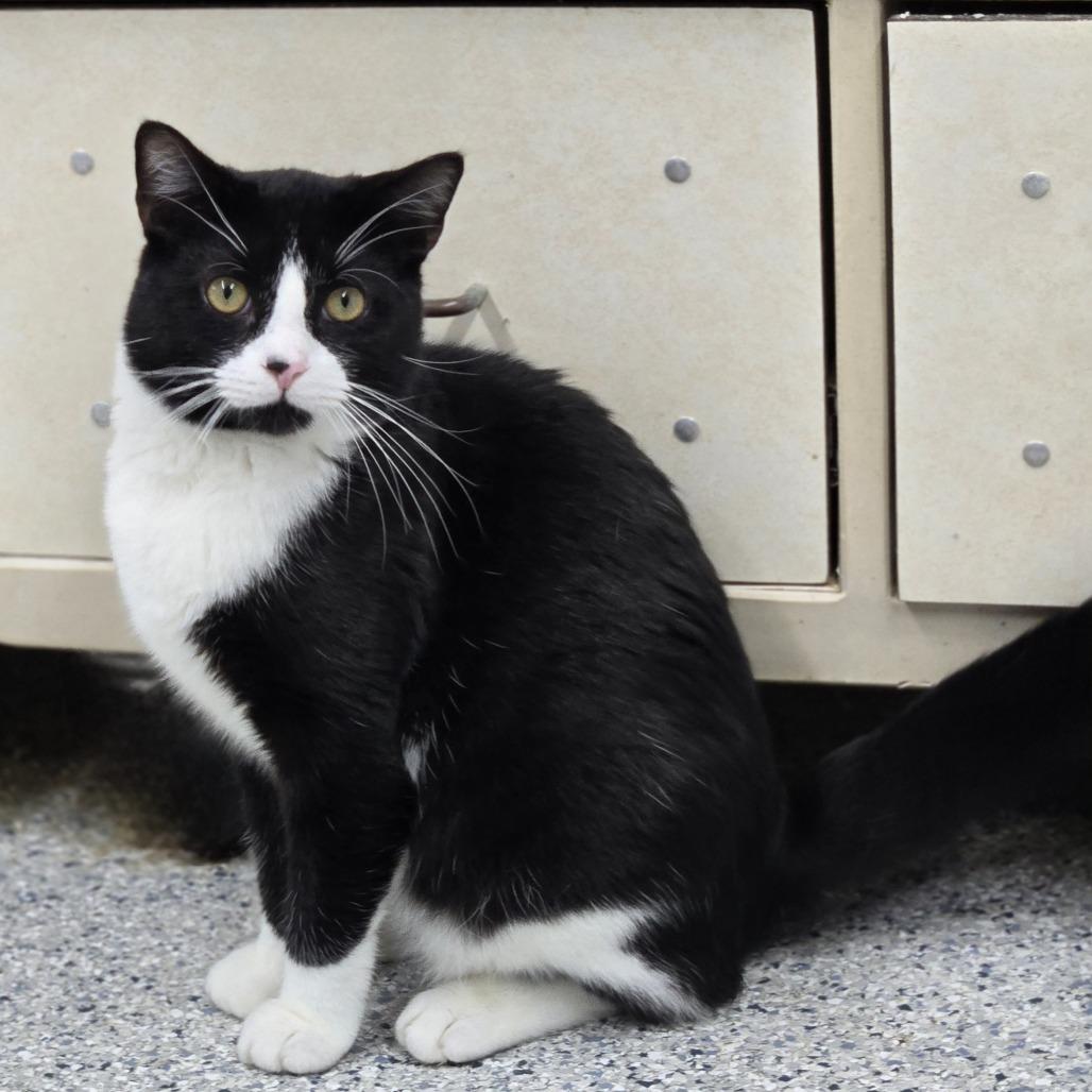 Enlarge Alfred, a Adoptable Domestic Short Hair in Lexington, SC image 3/4
