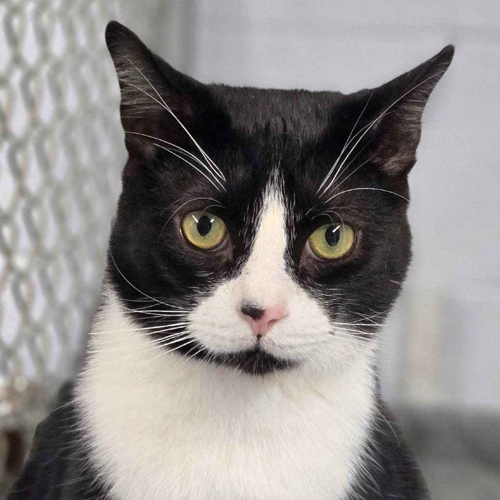 Enlarge Alfred, a Adoptable Domestic Short Hair in Lexington, SC image 4/4
