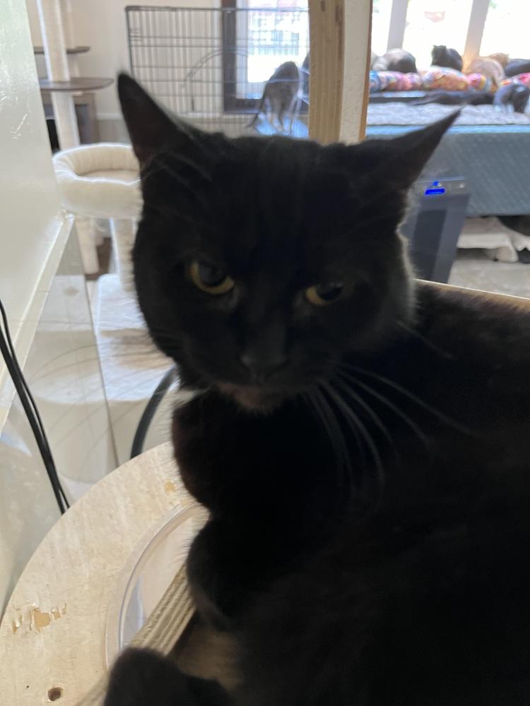 Enlarge Petula, a Adoptable Domestic Short Hair in Jersey City, NJ image 1/1
