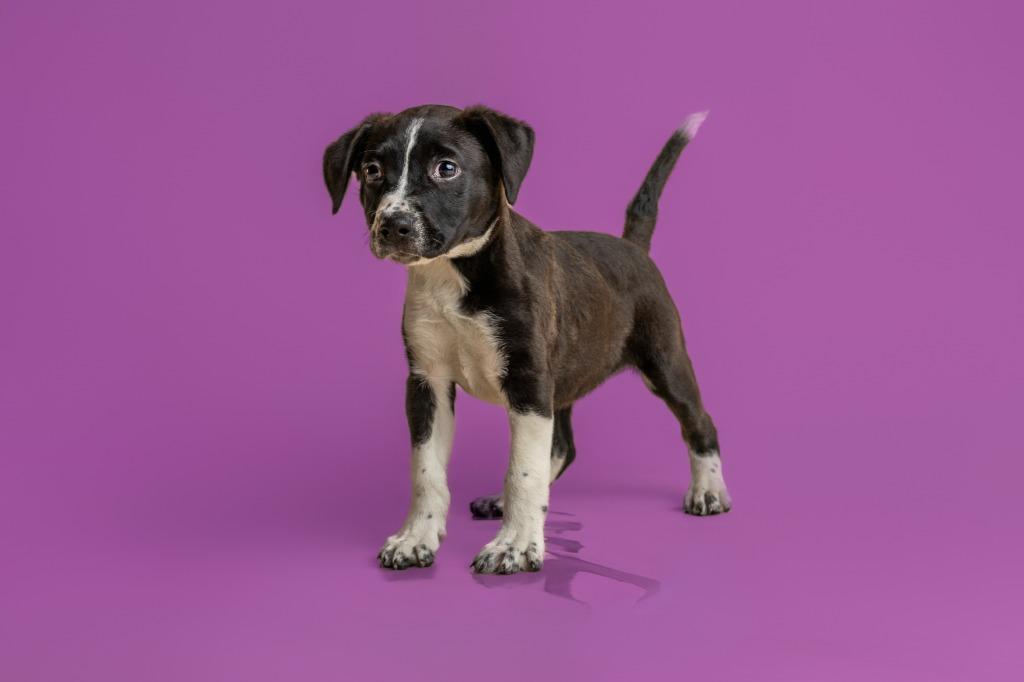 Jazzy — thumbnail 2