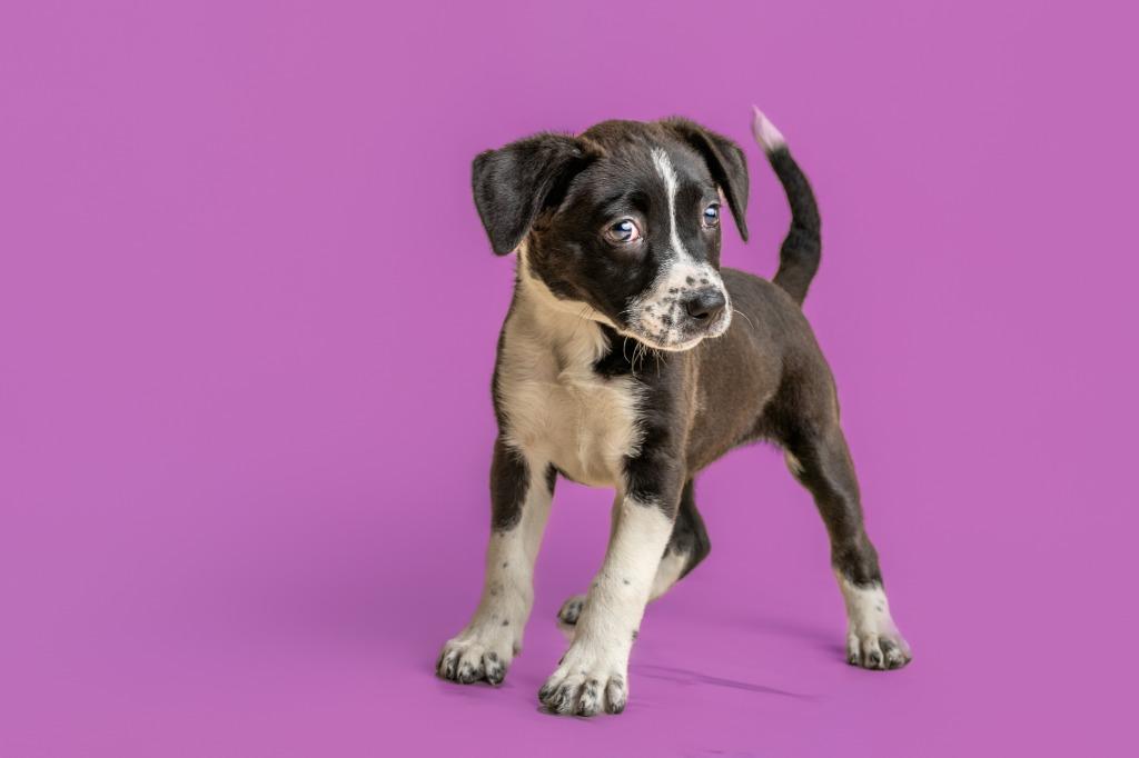 Jazzy — thumbnail 3