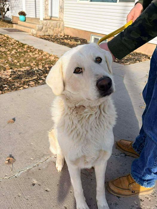 Enlarge Saige, a Adoptable Great Pyrenees in Bountiful, UT image 1/1