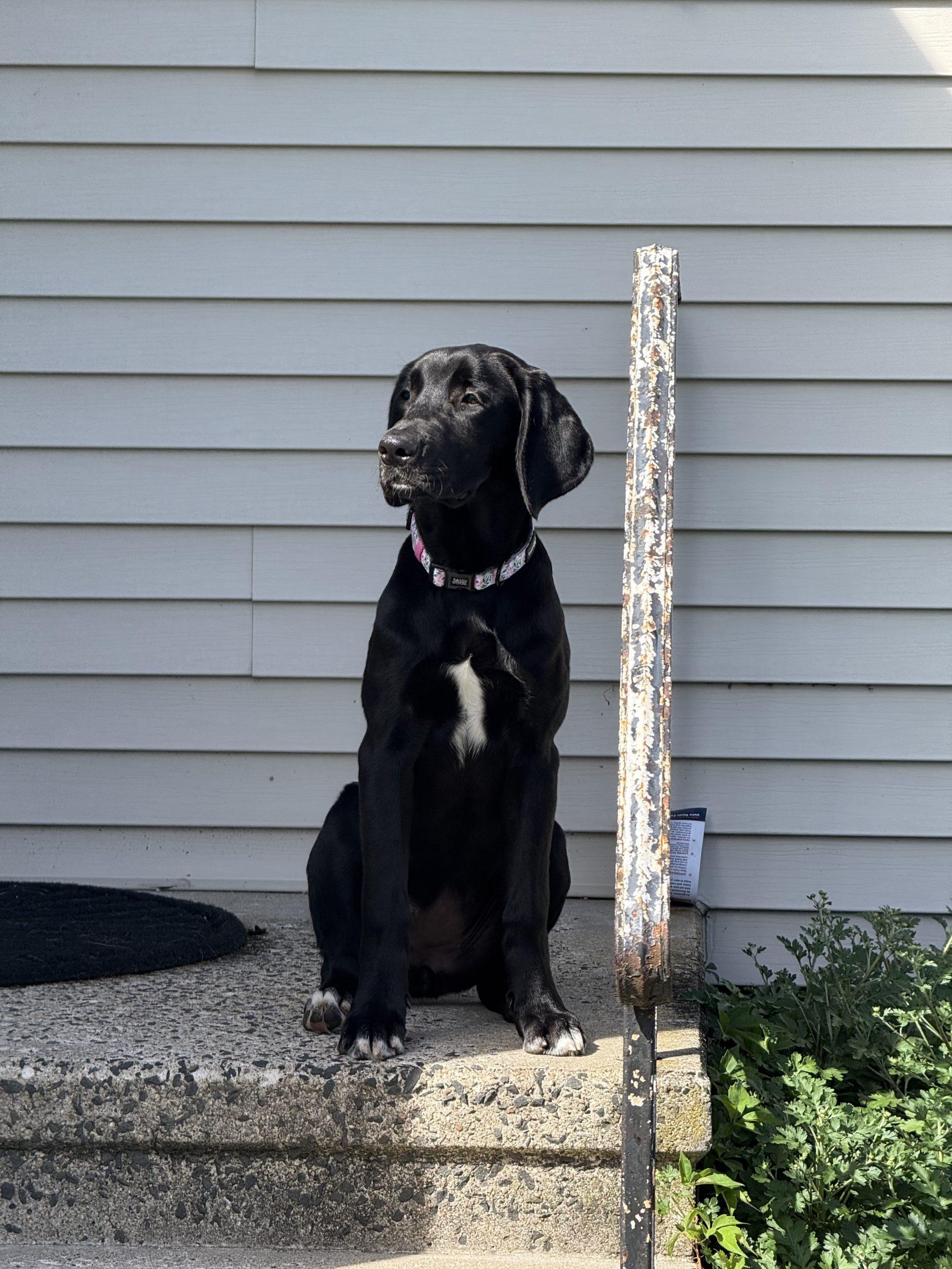 Penelope (Surrender), Adoptable, Puppy Female Great Dane & Labradoodle.