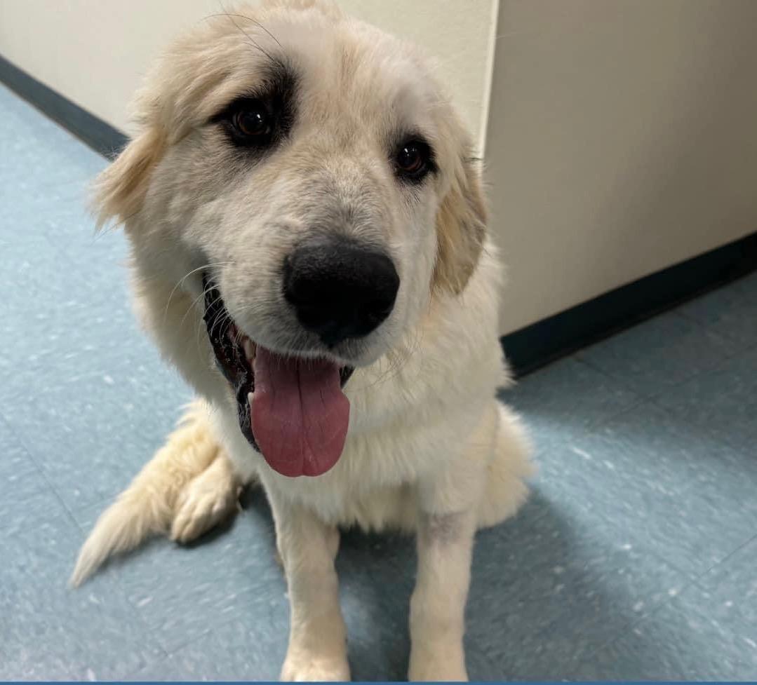 Max, Adopted, Young Male Great Pyrenees.