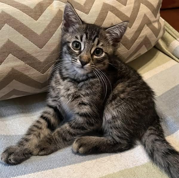 Tigger, Baby Male Domestic Short Hair