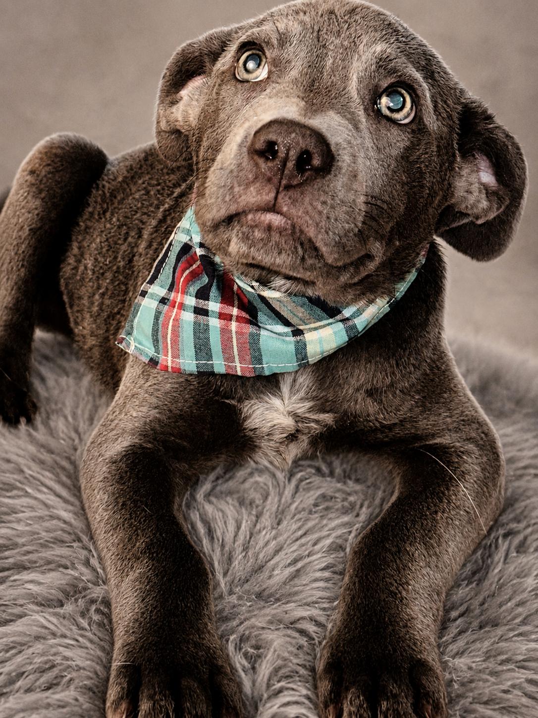River, ADOPTABLE, Puppy Male Labrador Retriever & Bulldog.