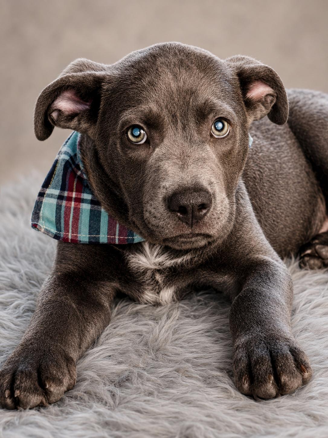 River, a ADOPTABLE mixed breed in Jacksonville, FL image 2/3