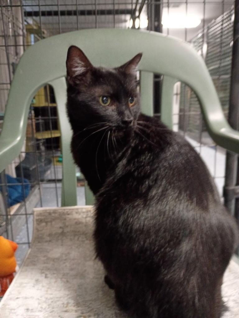 Enlarge Sagittarius, a ADOPTABLE Domestic Short Hair in Holland, MI image 2/3