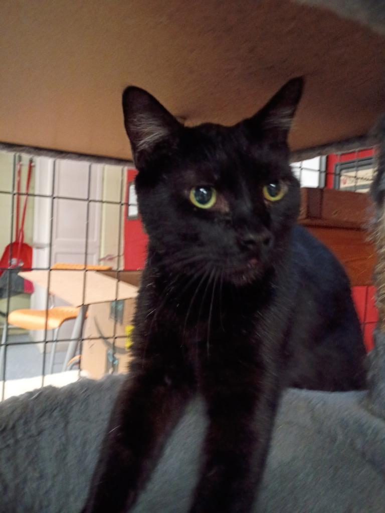 Enlarge Sagittarius, a ADOPTABLE Domestic Short Hair in Holland, MI image 1/3