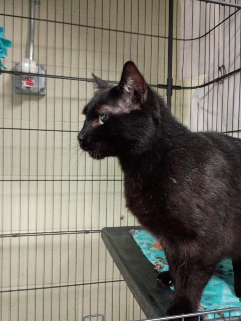 Enlarge Sagittarius, a ADOPTABLE Domestic Short Hair in Holland, MI image 3/3