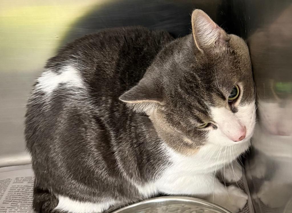 Syrup*, Adoptable, Adult Male Domestic Short Hair.